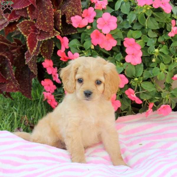 Athena, Miniature Poodle Mix Puppy