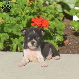 Athena, Boston Terrier Puppy