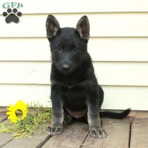 Athena, German Shepherd Puppy