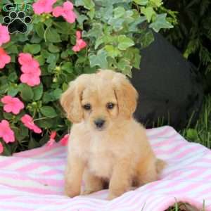 Athena, Miniature Poodle Mix Puppy