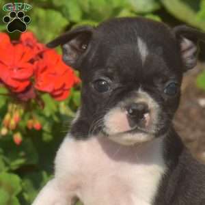 Athena, Boston Terrier Puppy