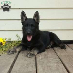 Athena, German Shepherd Puppy
