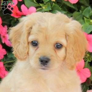 Athena, Miniature Poodle Mix Puppy