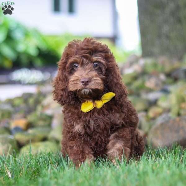 Atlas, Cockapoo Puppy
