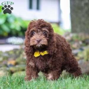 Atlas, Cockapoo Puppy
