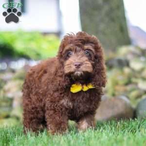 Atlas, Cockapoo Puppy