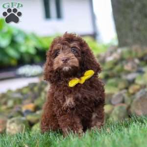 Atlas, Cockapoo Puppy