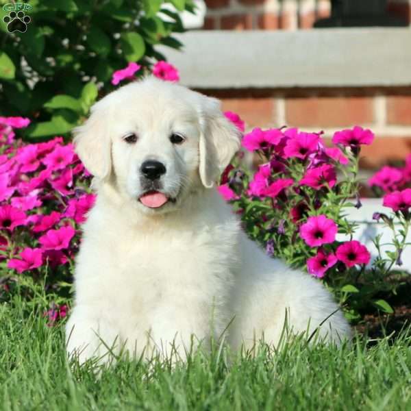 Audrey, English Cream Golden Retriever Puppy