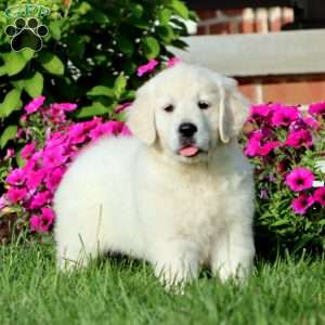 Audrey, English Cream Golden Retriever Puppy
