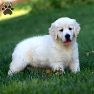 Audrey, English Cream Golden Retriever Puppy
