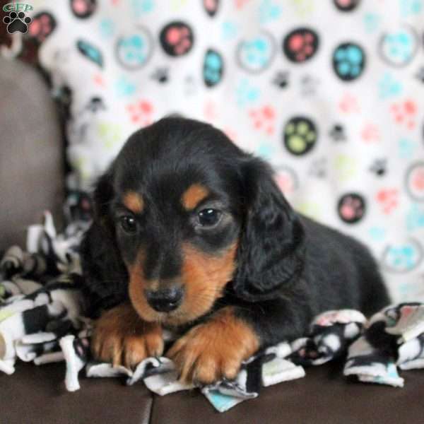 Austin, Dachshund Puppy