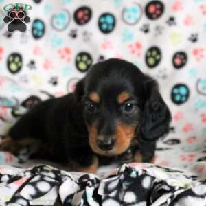 Austin, Dachshund Puppy
