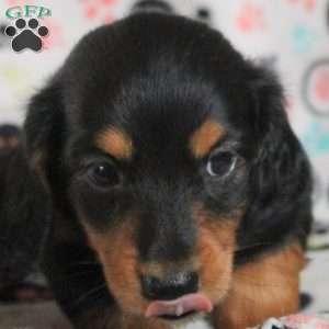 Austin, Dachshund Puppy