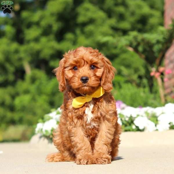 Austin, Cavapoo Puppy