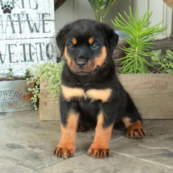 Autumn, Rottweiler Puppy