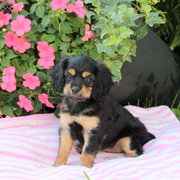 Autumn, Miniature Poodle Mix Puppy