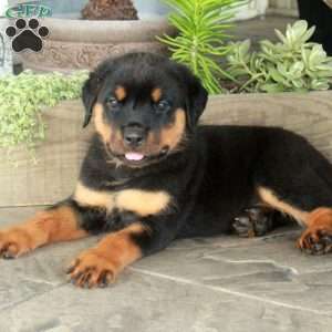 Autumn, Rottweiler Puppy