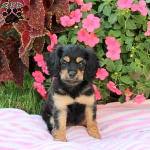 Autumn, Miniature Poodle Mix Puppy