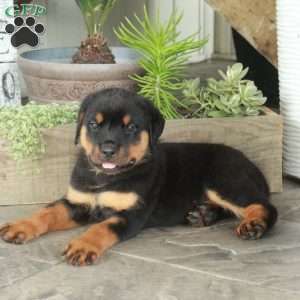 Autumn, Rottweiler Puppy