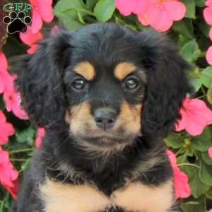 Autumn, Miniature Poodle Mix Puppy