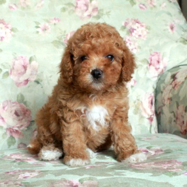 Ava, Toy Poodle Puppy