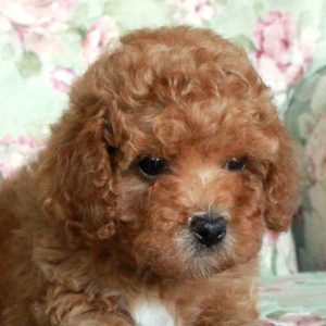 Ava, Toy Poodle Puppy