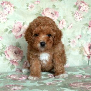 Ava, Toy Poodle Puppy