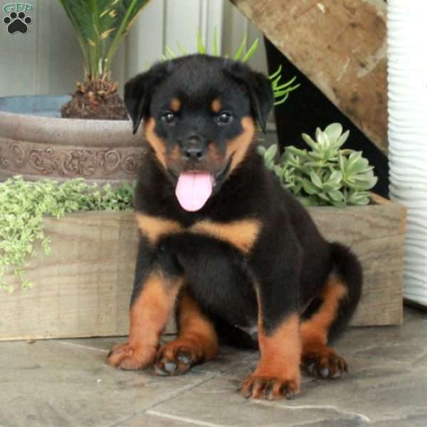 Avery, Rottweiler Puppy