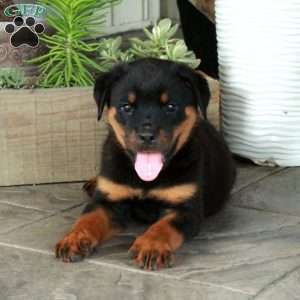 Avery, Rottweiler Puppy