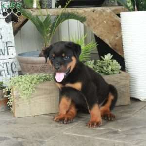 Avery, Rottweiler Puppy