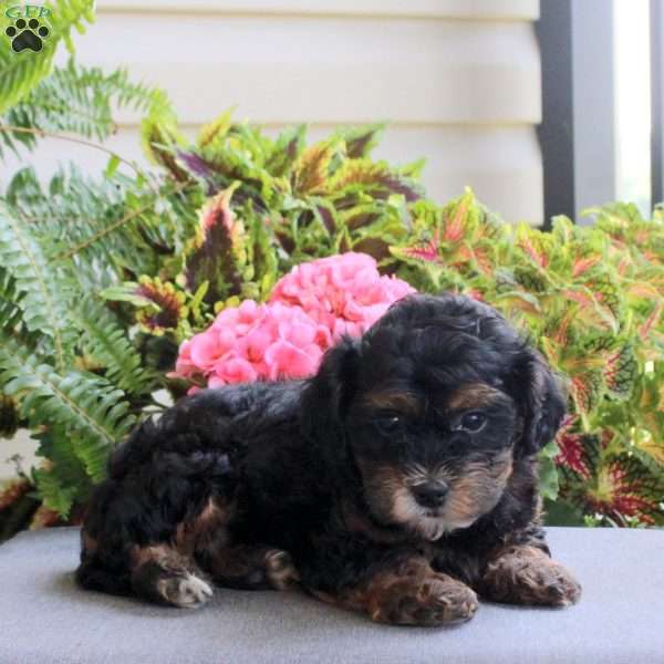 Axel, Miniature Poodle Mix Puppy
