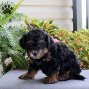 Axel, Miniature Poodle Mix Puppy