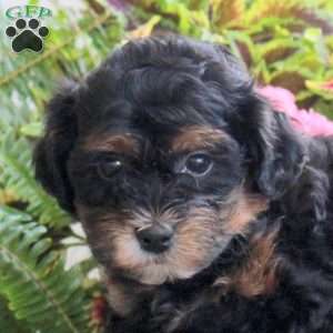 Axel, Miniature Poodle Mix Puppy