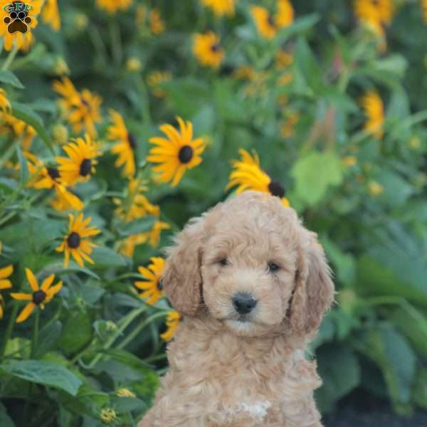 Axel, Mini Goldendoodle Puppy