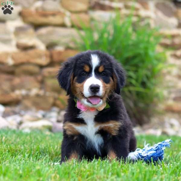 Bailey, Bernese Mountain Dog Puppy