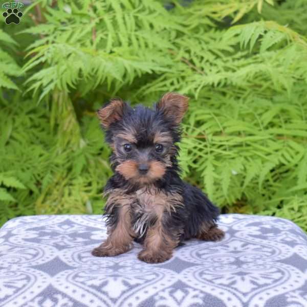Bailey, Yorkie Puppy