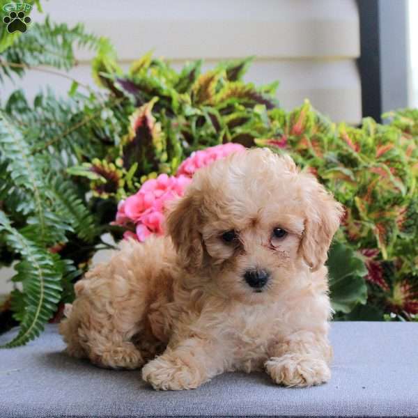 Bailey, Bich-Poo Puppy