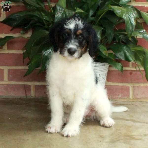 Bailey, Standard Poodle Mix Puppy
