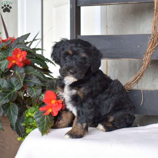 Bailey, Mini Bernedoodle Puppy