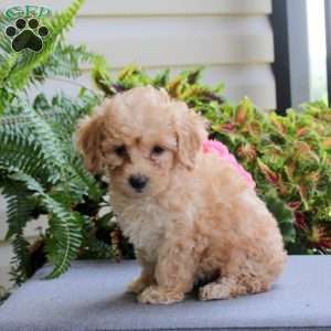 Bailey, Bich-Poo Puppy