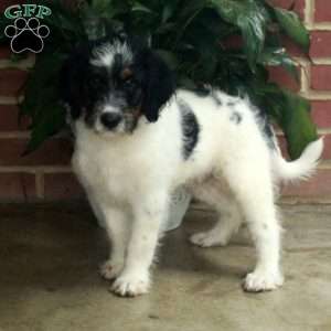 Bailey, Standard Poodle Mix Puppy