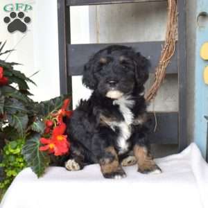Bailey, Mini Bernedoodle Puppy