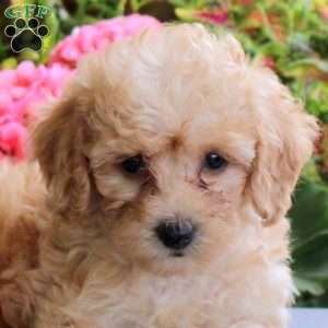 Bailey, Bich-Poo Puppy