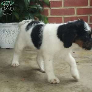 Bailey, Standard Poodle Mix Puppy