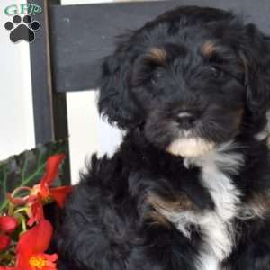 Bailey, Mini Bernedoodle Puppy