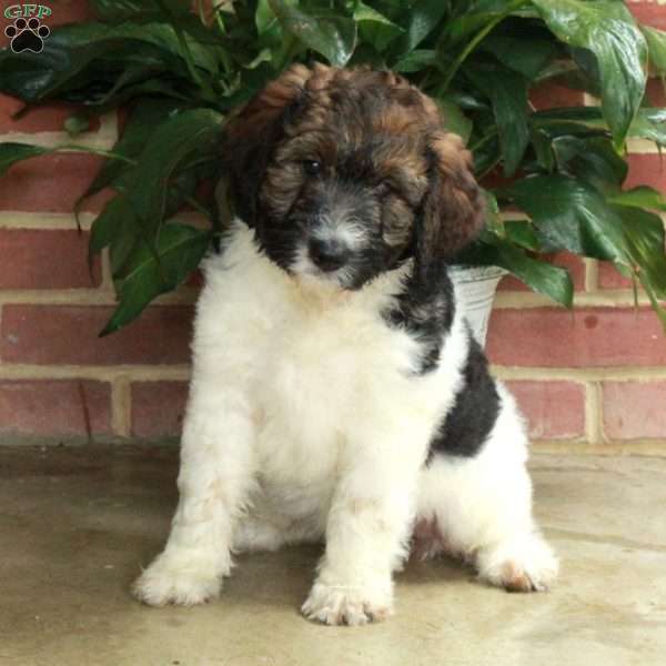 Bambi, Standard Poodle Mix Puppy