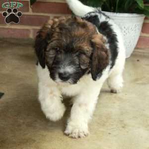 Bambi, Standard Poodle Mix Puppy