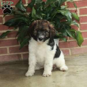 Bambi, Standard Poodle Mix Puppy