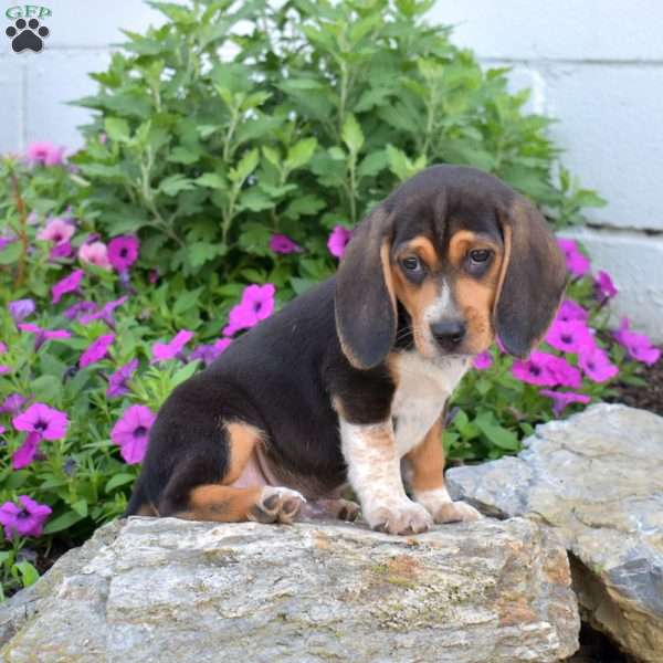 Bandit, Beagle Puppy
