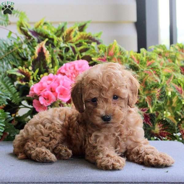 Bandit, Bich-Poo Puppy